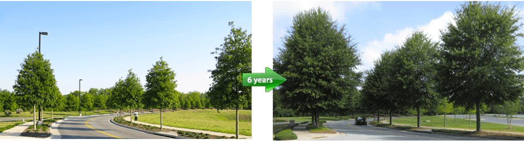 Hightower Willow Oak Mercer University